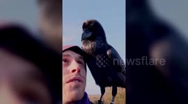 Meet Loki the overly affectionate raven who likes to cuddle
