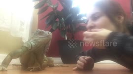 the trust between Slush the green iguana and his mom. She feeds him with her mouth.