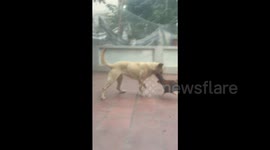 Brave Chicken play-fights with big dog trying to protect rice grains