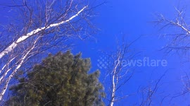 deep blue sky ( forest taiga siberia spring)
