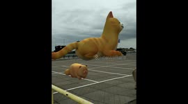 Cats on the carpark roof.