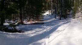 meditative walking to the forest