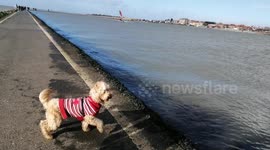 Gone with the windsurfer! Cute cockapoo pup falls into lake while chasing windsurfer on UK coast