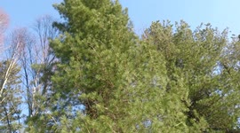 cedar alley. siberia. national park. in 1960-80yrs here was planted the cedars of what would become our lives harvest.