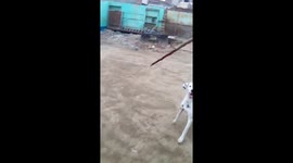 My farm dog convert punishment into game of catch and through.