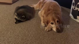 This adorable pet raccoon is best friends with a golden retriever
