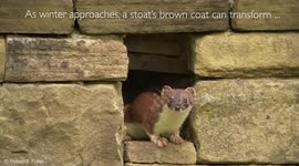 Incredible footage shows wild stoat change its fur colour for winter in UK