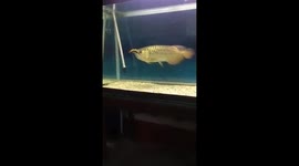 Giant poisonous centipedes become favourite food of dragon fish