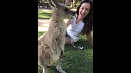 Joey Kangaroo enjoys human pats!