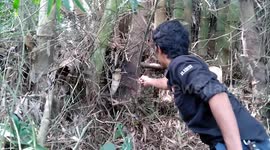 King Cobra greets rescuers and then disappears in bamboo clumps