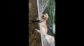 Swinging Golden Retriever
