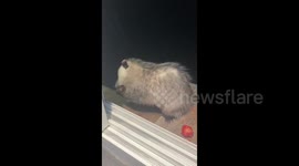 US man LOVES feeding wild animals that turn up at his house