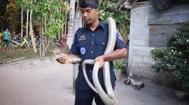 Thai rescue worker uses GoPro to show him catching king cobra in family's home
