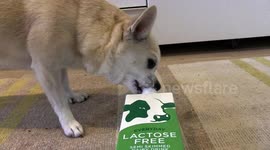 Baby the Chihuahua is a milk junkie