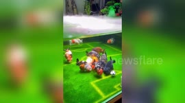 Hand of cod! Fish scores goal in soccer pitch themed aquarium