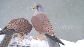 Beautiful footage of kestrels in UK winter snow storm