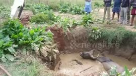 Wild bison falls into water-filled trench in south India and has to be dug free