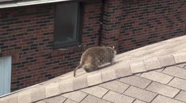 Blind Mother Raccoon Thrives In The Urban Jungle
