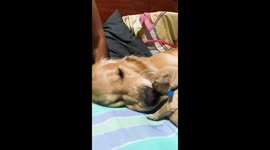 First time Golden Retriever dog mom Kyra kissing her 2 week old newborn puppy Apolo with love