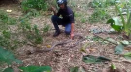 Indonesia snake catcher faces 10-foot king cobra, removes 40 eggs