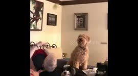 Dog misses every ball every single time it's thrown in front of his face