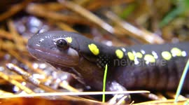 Rare Wild Spotted Salamander Footage