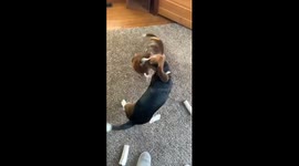 Beagles play fighting