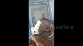 Snake gets life-saving surgery after gruesome throat injury while eating gecko