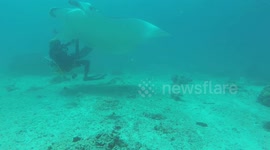 Manta rescue Camera 2 Diver frees tangled manta ray