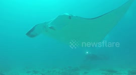 Manta rescue Lady Elliot Island Manta ray entangled in fishing line approaches our dive group