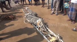 Indian officials rescue 10-foot crocodile which panicked locals living nearby canal