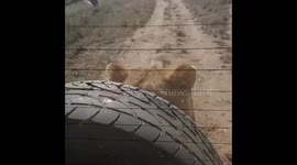Incredible Lion Encounters