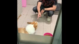 Dogs Caught Being Bad