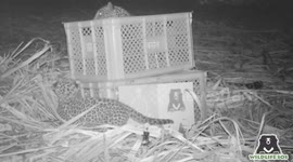 Animal rescue organisation reunites lost leopard cub with mum