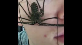 Scary Creepy Crawlies