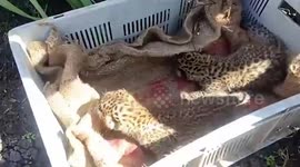 Two leopard cubs rescued from sugarcane field in western India