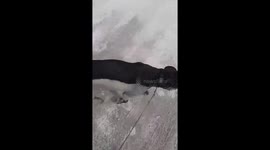 Pitbull gives himself a paintjob while trying to cool off from Florida heat