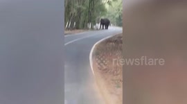 Wild elephant on a stroll blocks traffic for two hours on Indian forest road