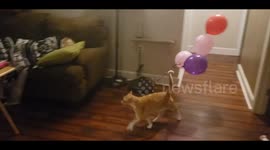 Cat loves to steal balloons in funny clip