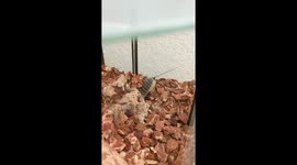 Vinegaroon/Whip Scorpion reorganizing home