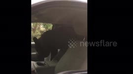 Wild bear climbs inside back seat of parked vehicle in west Canada