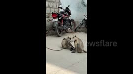 Heartwarming moment monkey rescued from utility pole is consoled by its friend