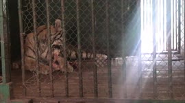Hungry Tiger