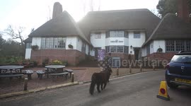 'He loves his Guinness': This Shetland pony is a regular at local pub in UK