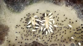 Feeding Time! Unique footage from above of Swans and Ducks feeding in New York