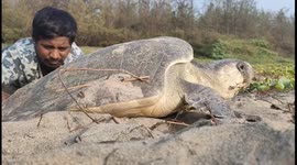Animal activist helps crippled sea turtle lay its eggs on south Indian beach