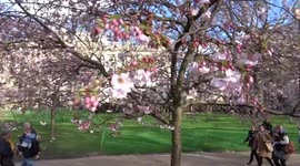 Cherry blossoms in St James Park with HM Treasury in the background - London