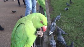 Feeding green parakeets in St James Park - London