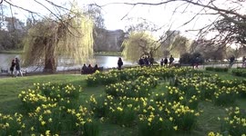 Daffodils in bloom celebrate spring in St James Park in London