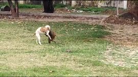 Monkey's best friend? Dog seen playing with friendly primates in north Indian city